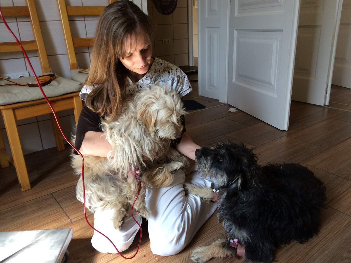 A beteg Marcipánnak barátja adott vért. Vérátömlesztés kutya