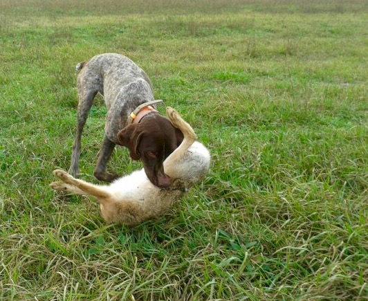 Mázli a transzfúzió után 4 hónappal.